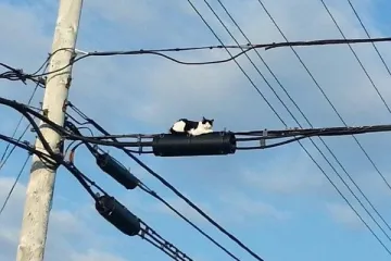 NE MOŽEMO SE PRESTATI SMIJATI OVIM MAČKAMA: Ne zna se tko je veći urnebes, one ili vlasnici