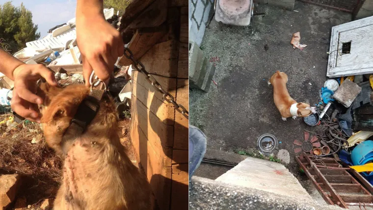 FOTO, VIDEO 'Psi su mučeni na milost i nemilost': Volonteri objavili snimku pasa kod Trogira koji žive u užasnim uvjetima