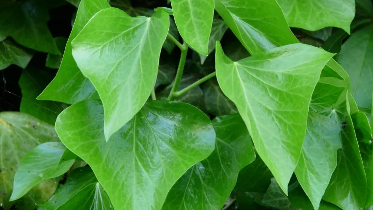 Uzgoj sobnog bršljana: razlozi zašto je dobro imati bršljan u kući