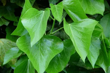 Uzgoj sobnog bršljana: razlozi zašto je dobro imati bršljan u kući