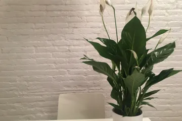 Savjeti za čišćenje listova sobnih biljaka