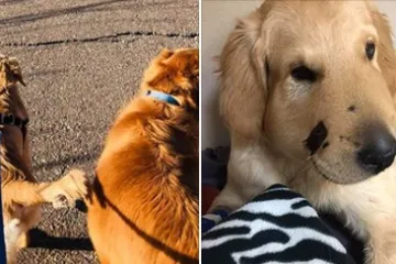 Još jedan dokaz odanosti psa: ovaj zlatni retriver spasio je gazdaricu od ugriza čegrtuše!