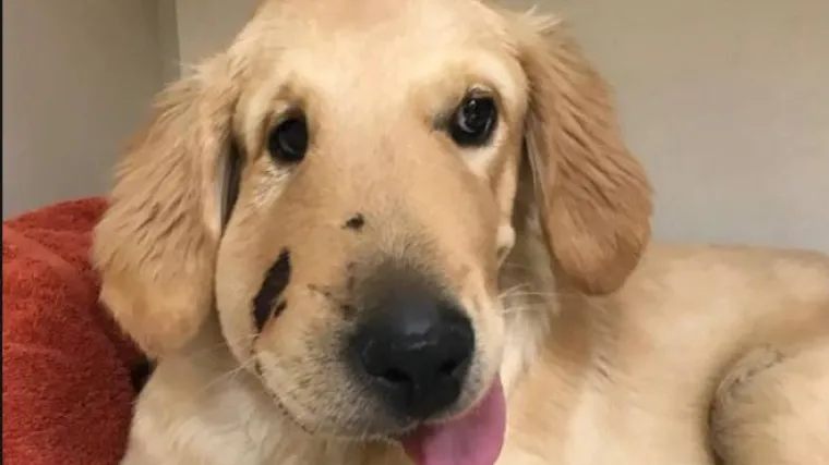 Ovaj preslatki zlatni retriver spasio je svoju vlasnicu od ugriza čegrtuše