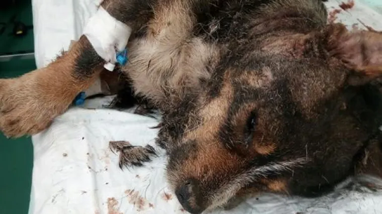 Monstrum kod Sesveta počinio duboko poremećeni zločin nad jadnim psom