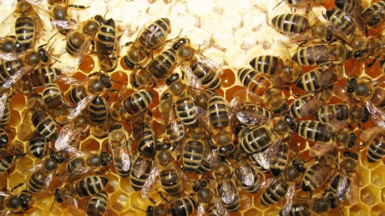 Jedan dan ubio 10 pčela, a drugi dan ih 10.000 do&scaron;lo po osvetu: '&Scaron;to su ti skrivile?'