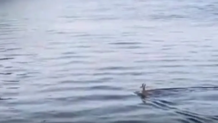 Nesvakida&scaron;nji prizor: Divokoza snimljena u moru kraj Stinice, doplivala je s Raba ili Paga