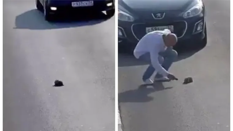 Mače prestravljeno čekalo na cesti dok su auti jurili preko njega, napokon mu se jedan gospodin smilovao
