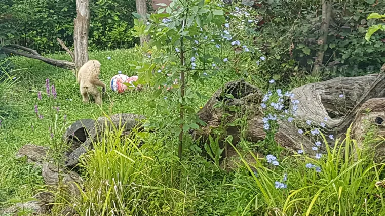 Neugodno iznenađenje iz zoolo&scaron;kog vrta: Hoće li Kent prvi put pogrije&scaron;iti?