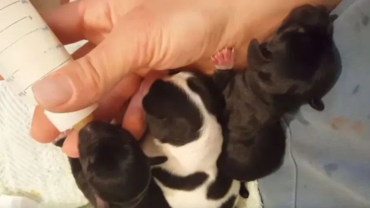 VIDEO Vukovarski pedijatar koji je bacao tek okoćene štence u rijeku napokon kažnjen