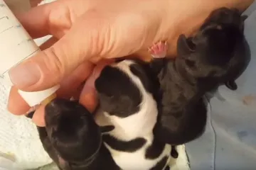 VIDEO Vukovarski pedijatar koji je bacao tek okoćene štence u rijeku napokon kažnjen