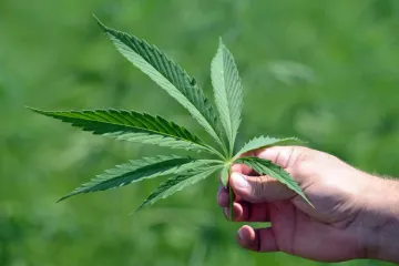 Nizozemska je otišla još jedan korak naprijed: Vlada legalizirala uzgoj konoplje