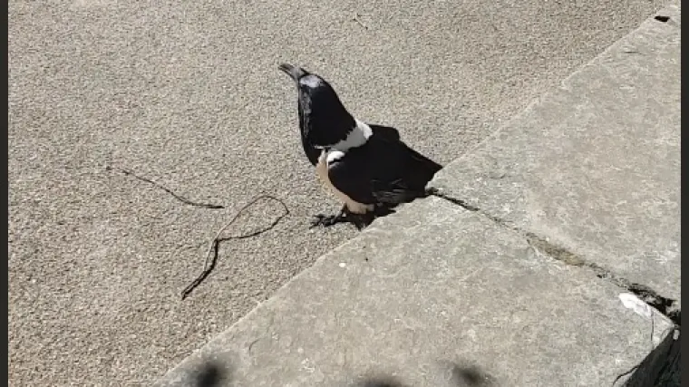 Turisti mirno &scaron;etali ulicom, a onda im se obratila vrana i to s upečatljivim naglaskom