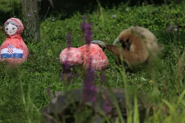 Giboni u Zoološkom vrtu izabrali englesku babušku