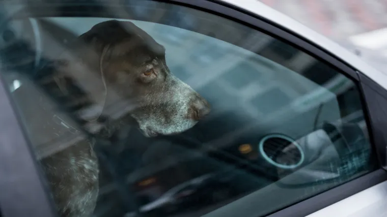 Vlasnici, odgovornost u glavu! Pas će za 5 minuta u usijanom vozilu pretrpjeti toplinski udar