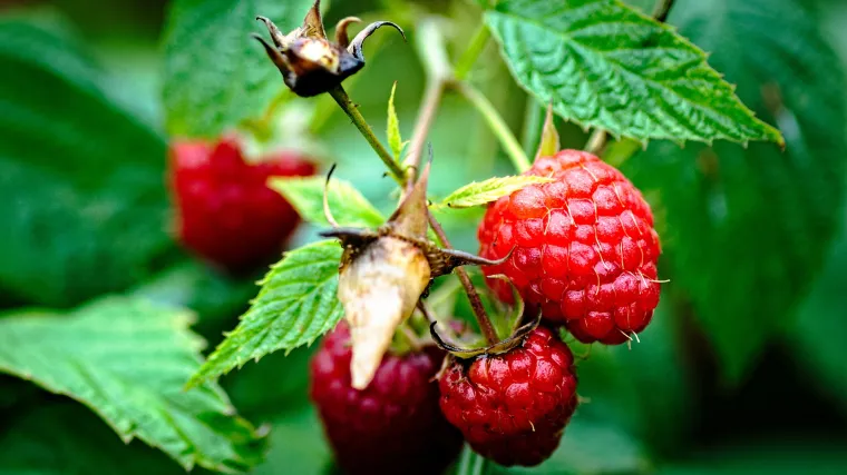 Prihrana maline preko lista: savjeti za dodatnu prihranu