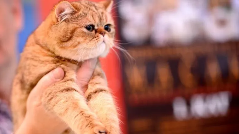 Upravljanje mačjom populacijom u SAD-u: u Washingtonu pokrenuli popisivanje mačaka