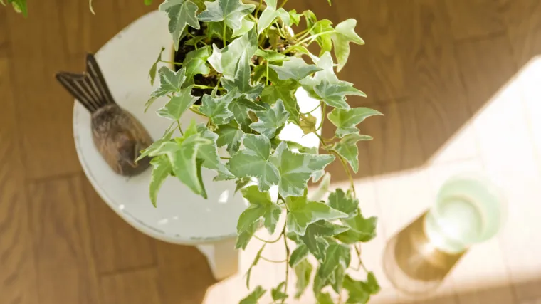 Dekorativni kućni bršljan - poznata biljka penjačica