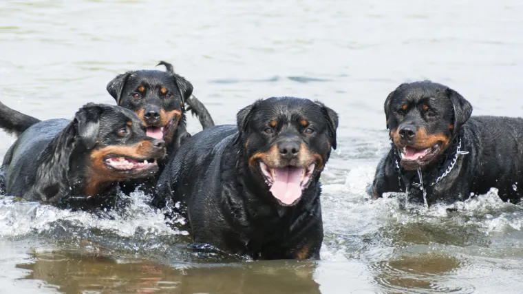 Djevojčicu kod &Scaron;ibenika ugrizao rotvajler: 'Plivala je u moru kad je doplivao do njje!'