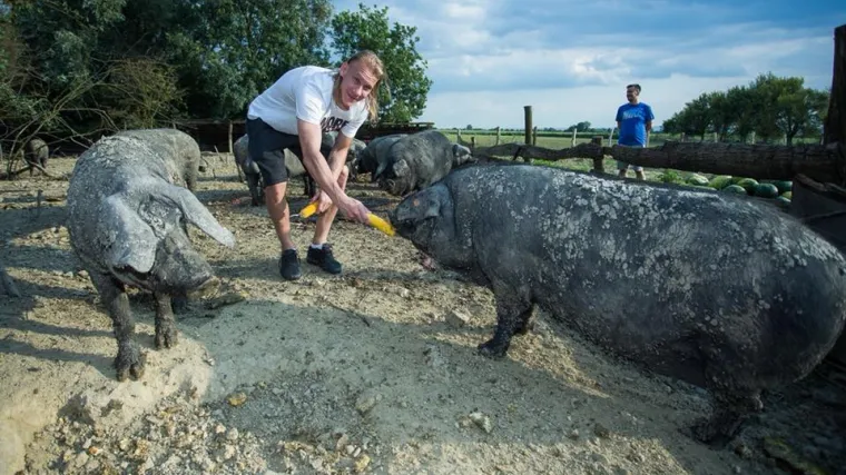 Pored silne slave i srebra na SP-u, na&scaron; bećar i dika hrani svinje u Slavoniji