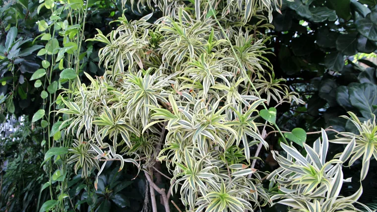 Čuperasti klorofit kao pročistač zraka