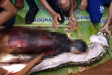 Nestala žena pronađena u 7 metara dugom pitonu