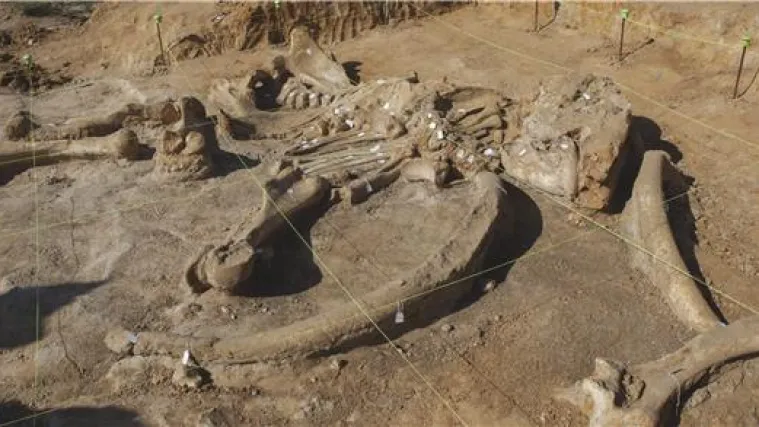 Usred gradnje autoceste: na Krimu pronađeni ostaci prethistorijskih životinja