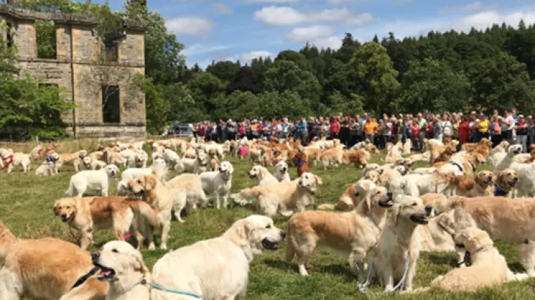 Raj za ljubitelje pasa: u &Scaron;kotskoj okupljeno preko 350 zlatnih retrivera