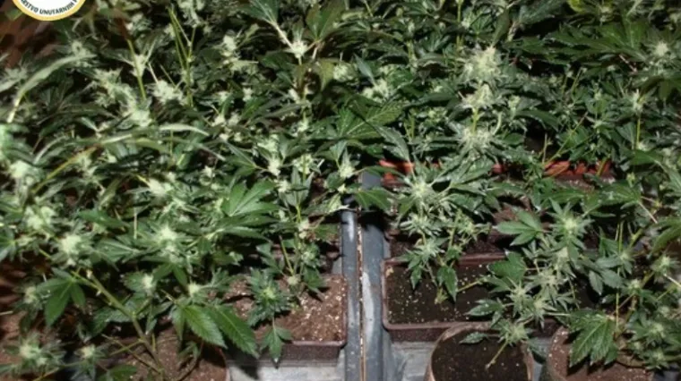 U &Scaron;panjolskoj uhićena četvorica Srba: Uzgajali i prodavali 'travu'