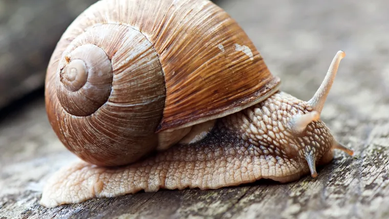 Brzi i žestoki: u  Engleskoj organizirano svjetsko prvenstvo u utrci puževa