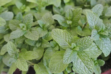 Znate li kada se bere menta?