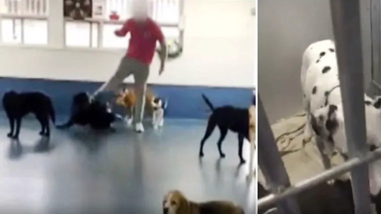 VIDEO Kamere snimile zlostavljanje nad životinjama: Osoblje &scaron;utira &scaron;tence kao da su od slame