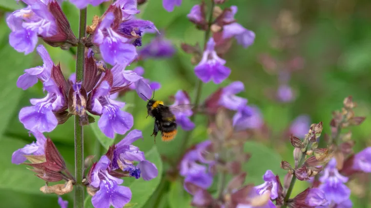Usnače biljke i njihova ljekovita svojstva