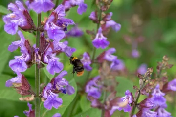 Usnače biljke i njihova ljekovita svojstva