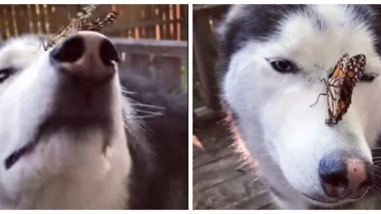 Životinjsko prijateljstvo: Preslatkom psu leptir sletio na glavu, a on je odu&scaron;evio reakcijom!