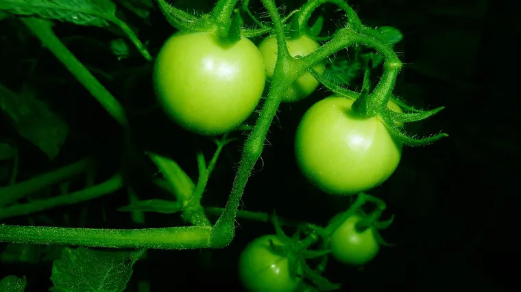 Znate li kada se izvodi prihrana rajčice?