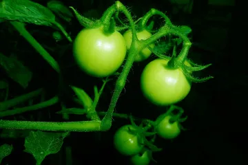 Znate li kada se izvodi prihrana rajčice?