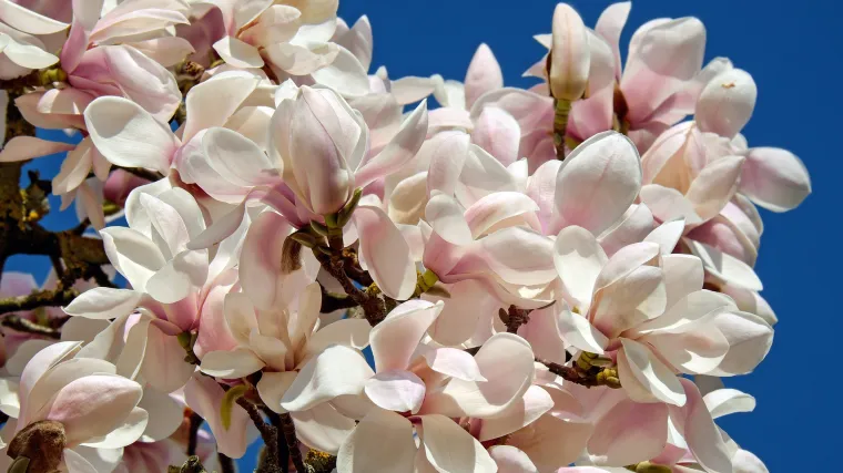 Presađivanje magnolije: savjeti za uzgoj magnolija