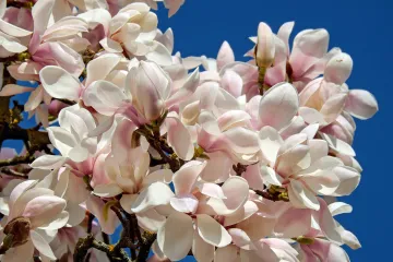Presađivanje magnolije: savjeti za uzgoj magnolija