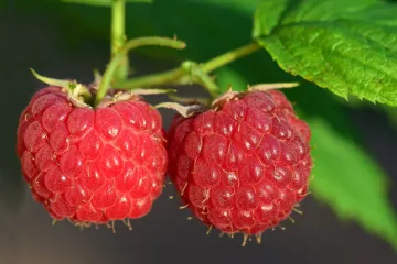 Zašto radimo prorjeđivanje malina?