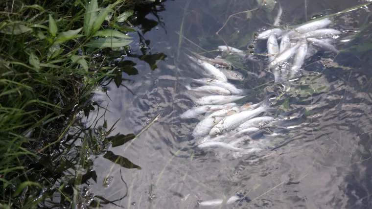 FOTO, VIDEO &Scaron;to se to događa u Zagrebu? Mutnim potokom Kusto&scaron;ak plutaju mrtve ribe