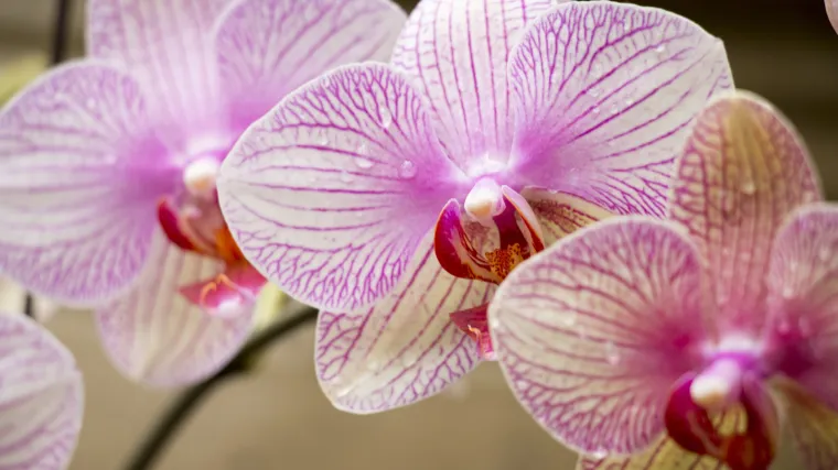 Epifitne biljke: vrste koje rastu na drugoj biljci