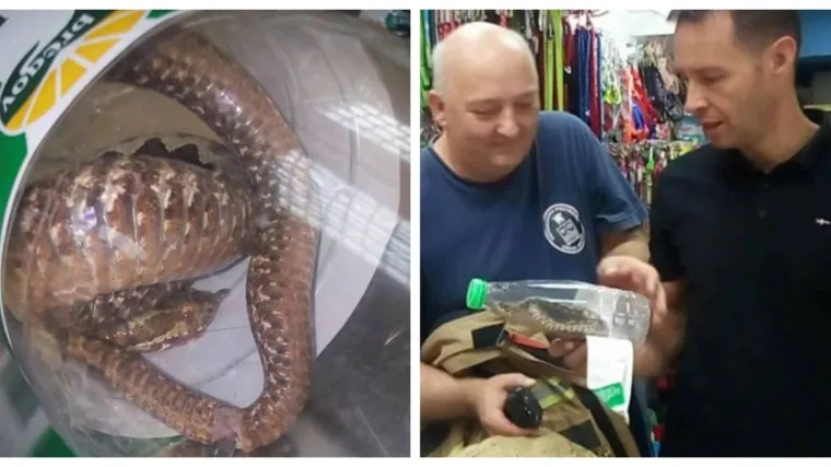 Poskok mirno '&scaron;etao' usred Splita: Otrovnica je živa i pu&scaron;tena u prirodu