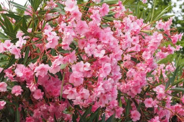 Grmoliko bilje - Bilje koje ne zahtijeva puno njege