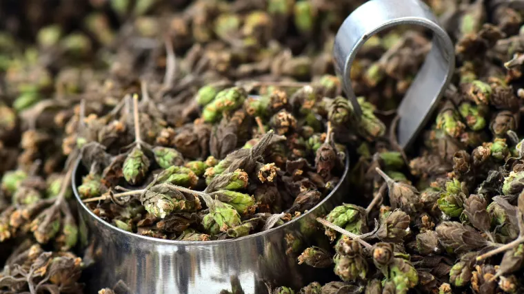 Znate li kada se bere origano?