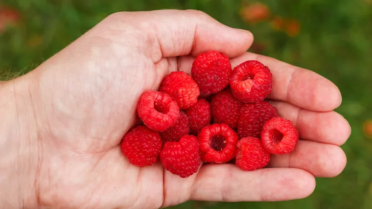 Kada počinje berba malina?