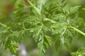 Vrtna krasuljica i njezina ljekovita svojstva