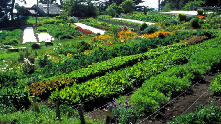 Što je to kompatibilnost biljaka u vrtu?