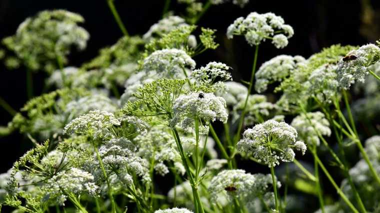 Prava krasuljica kao začinsko i ljekovito bilje