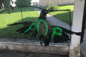 Pobuna na okrutan način: Župniku ispred dvora povješali mrtve ptice