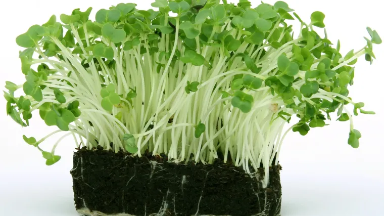 Kres salata - Koliko vam je poznata kres salata?